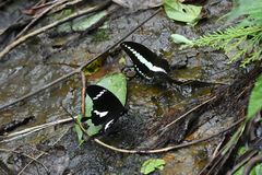 Papilio nephelus
