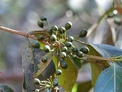 Psydrax umbellata