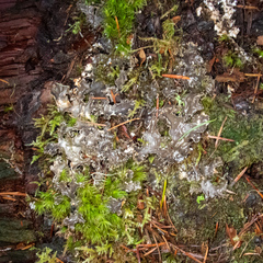 Peltigera pacifica