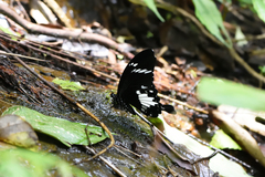 Papilio nephelus