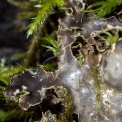 Peltigera pacifica