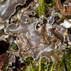 Peltigera pacifica