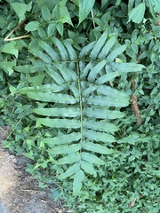 Coniogramme intermedia