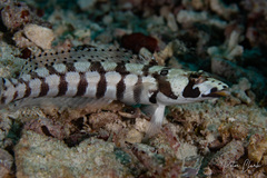 Parapercis tetracantha