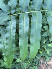 Coniogramme intermedia