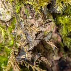 Scytinium polycarpum