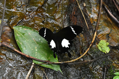 Papilio nephelus