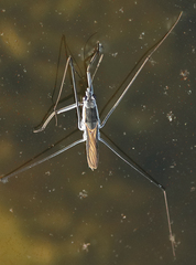 Aquarius adelaidis