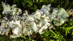 Cetrelia cetrarioides