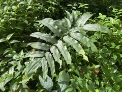 Coniogramme intermedia