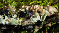 Cetrelia cetrarioides