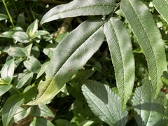 Coniogramme intermedia