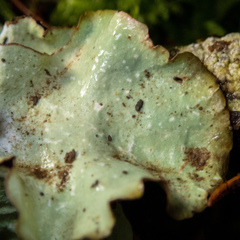 Cetrelia cetrarioides