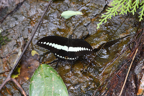 Banded Swallowtail