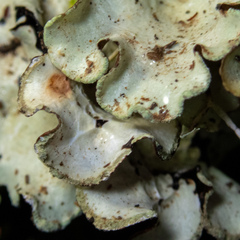 Cetrelia cetrarioides