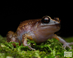 Rain Frog photo 1