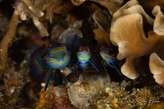 Synchiropus splendidus