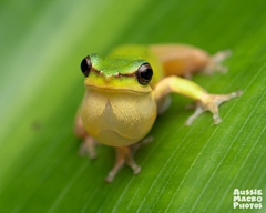 Litoria fallax