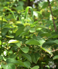 Alysicarpus ovalifolius