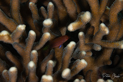 Pseudocheilinus hexataenia