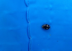 Hyperaspis festiva
