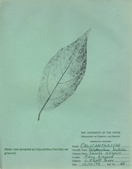 Calycanthus floridus glaucus