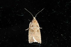 Harmologa