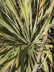 Nolina bigelovii