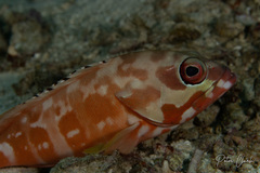 Epinephelus fasciatus
