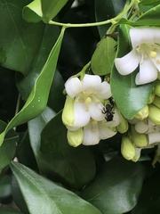 Tetragonula hockingsi