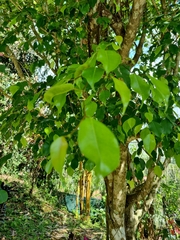 Ficus benjamina