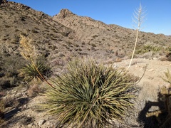 Nolina bigelovii