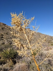 Nolina bigelovii