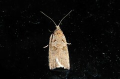 Harmologa