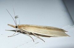 Orocrambus angustipennis