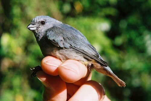 Jamaican Euphonia (Euphonia jamaica), photo 2