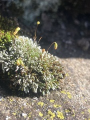 Bryum lanatum