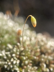 Bryum lanatum
