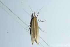 Orocrambus angustipennis