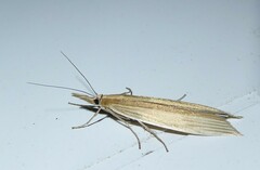 Orocrambus angustipennis