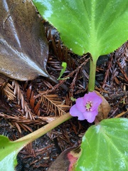 Bergenia