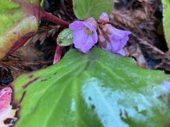 Bergenia