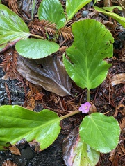 Bergenia