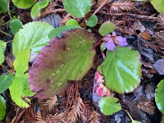 Bergenia