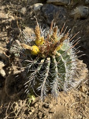 Ferocactus townsendianus