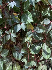 Parthenocissus henryana