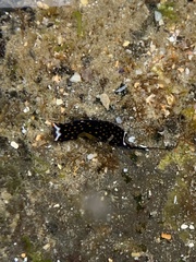 Biuve fulvipunctata