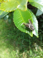 Scaptia adrel