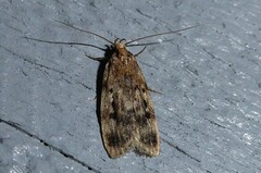 Barea exarcha