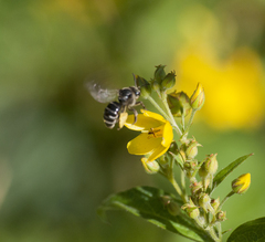 Macropis europaea